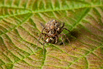 Wolf spider (Pardosa sp) female feeding on insect prey while carrying young spiderlings, UK, Lycosidae