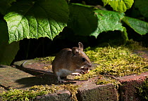 Wood mouse {Apodemus sylvaticus} feeding on nut on garden patio at night, UK