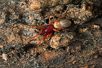 Woodlouse spider (Dysdera crocata) in daytime retreat in bark crevice, UK, Dysderidae