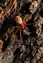 Woodlouse spider (Dysdera crocata) feeding on woodlouse prey, UK, Dysderidae