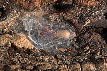 Woodlouse spider (Dysdera crocata) resting in web, UK, Dysderidae