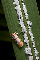 Woolly aphids and colourful moth, Assam, India