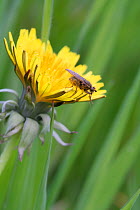Yellow dungfly {Scathophaga stercoraria} on Dandelion flower, UK