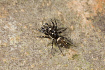 Zebra spider (Salticus cingulatus) UK, Salticidae