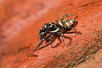 Zebra spider (Salticus cingulatus) male, UK, Salticidae