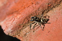 Zebra spider (Salticus cingulatus) male in defensive posture, UK, Salticidae