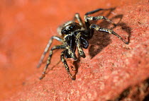 Jumping spider (Salticus scenicus) male showing large palps, UK, Salticidae