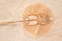 Fossil Stingray (Heliobatis radians) from the Eocene period, Green River Formation, Wyoming, USA