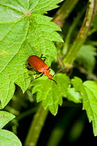 Red headed cardinal beetle (Pyrochroa serraticornis) Clwyd, Wales, UK, June