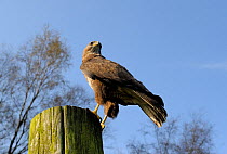 Common buzzard (Buteo buteo) perched on a telegraph pole, UK, October