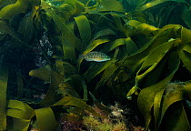 Corkwing Wrasse (Symphodus / Crenilabrus melops) swimming through Kelp, Cardigan Bay, Wales, June