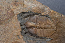 Fossil Trilobite (Dalmanites myops) from Silurian period, Builth Wells, Wales, UK