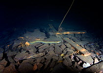 European Eel (Anguilla anguilla) swimming over debris in an abandoned slate quarry, North Wales, UK, October 2009