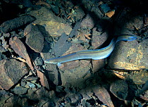 European Eel (Anguilla anguilla) in an abandoned slate quarry, North Wales, UK, October 2009