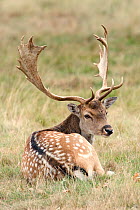 Fallow Deer (Dama dama) stag resting, London, UK September
