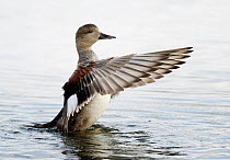 Gadwall (Anas strepera) drying its wings, London Wetland Centre, UK, August