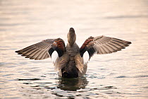 Rear view of Gadwall (Anas strepera) drying its wings, London Wetland Centre, UK, August