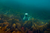 Young Grey Seal (Halichoerus grypus) underwater amongst kelp, Cardigan Bay, Wales, UK, July