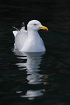 Herring Gull (Larus argentatus) on still water, Cardigan Bay, Wales, UK, August