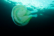Barrel Jellyfish (Rhizostoma pulmo) Cardigan Bay, Wales, UK, June