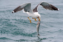 Lesser Black-backed Gull (Larus fuscus) catching a large fish, Cardigan Bay, Wales, UK, May