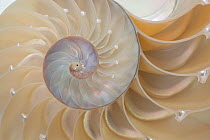 Shell of Chambered nautilus (Nautilus pompilius) cut in half to show chambers and syphon tube