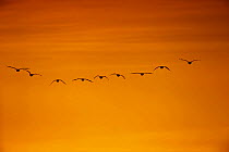 Flock of Pink-footed geese (Anser brachyrhynchus) flying on migration at sunset, Martin Mere WWT, Lancashire, UK, September