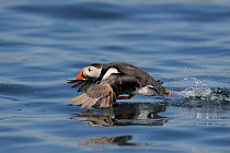 Puffin (Fratercula arctica) running over the sea, about to take off, Aberdaron, Wales, UK, May