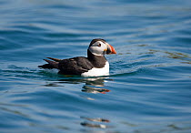 Puffin (Fratercula arctica) floating on sea, Aberdaron, Wales, UK, May