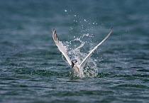 Sandwich Tern (Sterna / Thalasseus sandvicensis) fishing for sandeel (Ammodytes sp) Anglesey, Wales, UK, June