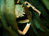 Spiny Spider Crab (Maja squinado) amongst kelp, Cardigan Bay, Wales, UK, June