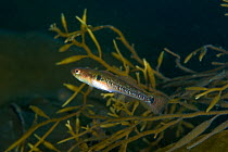 Two-spotted Goby (Gobiusculus flavescens) amongst seaweed, Cardigan Bay, Wales, UK, August