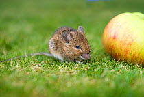 Wood Mouse (Apodemus sylvaticus) beside an apple, Wirral, UK, October