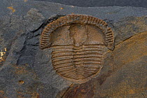 Cast of the Trilobite (Trinucleus ornatus) from the Ordovician period, Builth Wells, Wales, UK