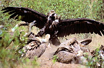 European Black Vulture (Aegypius monachus) attacking Griffon Vultures (Gyps fulvus) feeding on carrion, Spain.