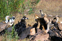 European Black Vulture (Aegypius monachus) among Griffon Vultures (Gyps fulvus) feeding on carrion, Spain.
