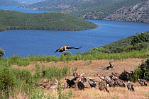 European Black Vultures (Aegypius monachus) and Griffon Vultures (Gyps fulvus) feeding on carrion. Monfrague National Park, Tajo river, Spain.