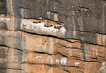 Griffon Vultures (Gyps fulvus) with wings stretched out, sunning themselves in the Salto del Roldan canyon, Aragon, Spain.