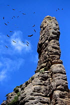 Griffon Vultures (Gyps fulvus) soaring at midday on thermals, circling over Vadiello cliffs, Sierra de Guara, Aragon, Spain.