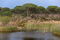 Typical wetland and Stone Pine (Pinus pinea) scrub landscape, Coto Donana National Park, Andalusia, Spain, 2007.