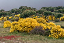 Spanish Broom (Spartium junceum), Coto Donana National Park, Andalusia, Spain.