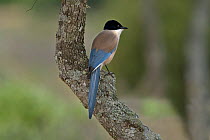 Azure-winged Magpie (Cyanopica cyanus). Coto Donyana National Park, Andalusia, Spain.