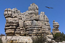 Griffon vulture (Gyps fulvus) flying over rock formation in Torcal de Antequera Natural Park, Andalusia, Spain.