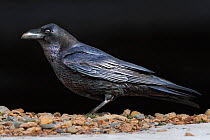 Raven (Corvus corax). Atlas range, Morocco.