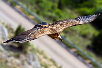 Griffon Vulture (Gyps fulvus) in flight over road, Canyon del Rio Lobos, Castilla y Leon, Spain.