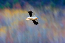 Egyptian vulture (Neophron percnopterus) in flight. Canyon del Rio Lobos, Castilla y Leon, Spain.