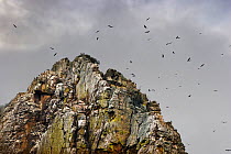 Griffon Vultures (Gyps fulvus) flying above the Penafalcon cliffs, Monfrague National Park, Spain.