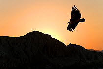 Griffon vulture (Gyps fulvus) flying at sunset, Spain.