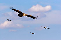 Griffon vultures (Gyps fulvus) in flight, Spain.