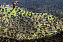 Griffon Vulture (Gyps fulvus) in flight over the "dehesa", typical Extremadura pasture, with regularly spaced trees.